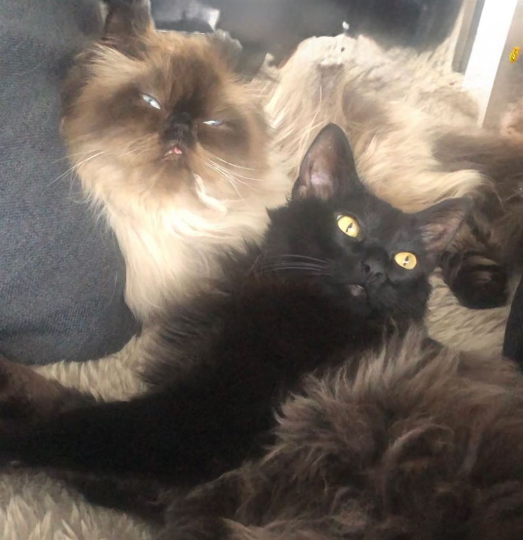 In der Wohnung sind 2 Katzen