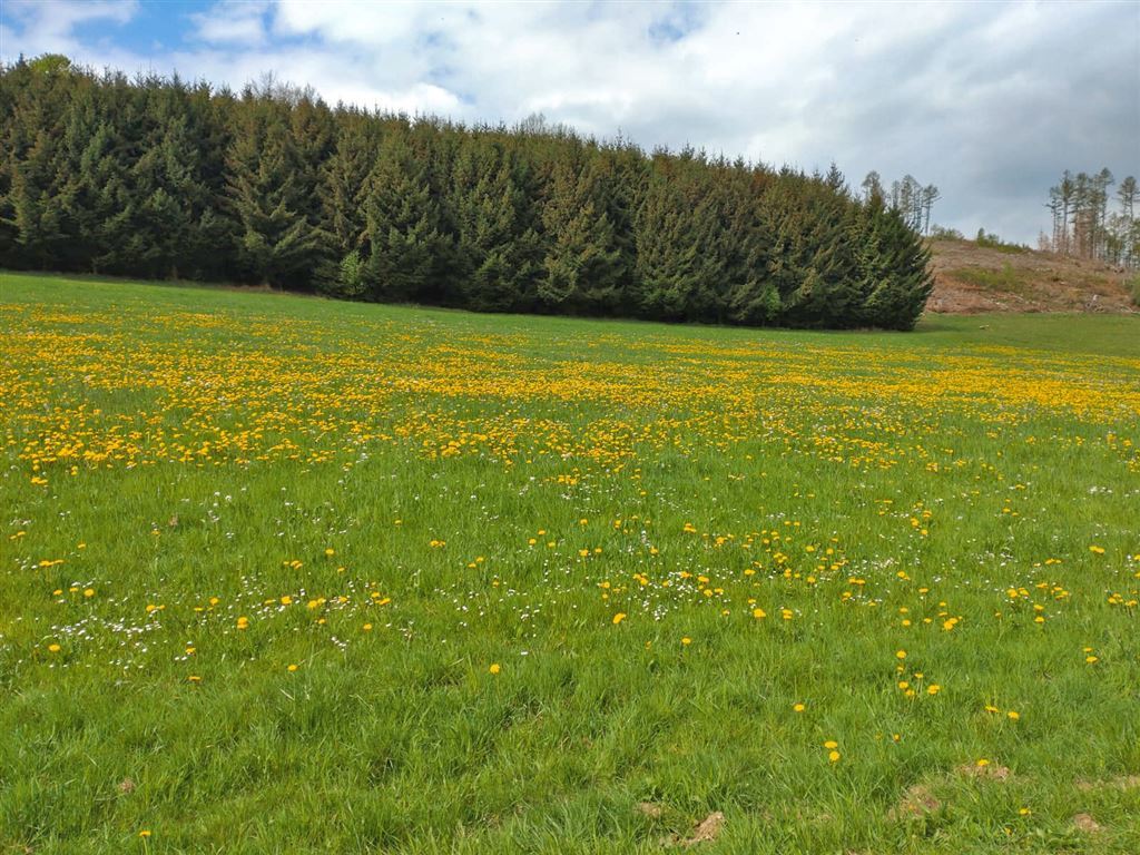 Freien Blick